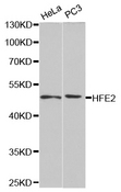 HFE2 / Hemojuvelin Antibody - Western blot analysis of extracts of various cell lines.