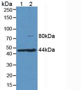 HFE2 / Hemojuvelin Antibody - Western Blot; Sample: Lane1: Porcine Liver Tissue; Lane2: Rat Liver Tissue.
