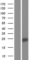 HFE2 / Hemojuvelin Protein - Western validation with an anti-DDK antibody * L: Control HEK293 lysate R: Over-expression lysate