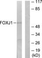 HFH-4 / FOXJ1 Antibody - Western blot analysis of lysates from LOVO cells, using FOXJ1 Antibody. The lane on the right is blocked with the synthesized peptide.