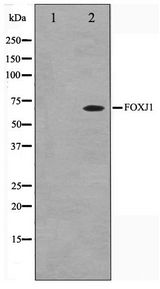 HFH-4 / FOXJ1 Antibody - Western blot of LOVO cell lysate using FOXJ1 Antibody
