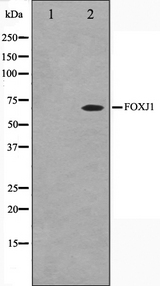 HFH-4 / FOXJ1 Antibody - Western blot analysis on LOVO cells cell lysates using FOXJ1 antibody. The lane on the left is treated with the antigen-specific peptide.