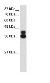 HFH-4 / FOXJ1 Antibody - HepG2 Cell Lysate.  This image was taken for the unconjugated form of this product. Other forms have not been tested.