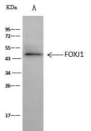 HFH-4 / FOXJ1 Antibody - FOXJ1 was immunoprecipitated using: Lane A: 0.5 mg MCF7 Whole Cell Lysate. 2 uL anti-FOXJ1 rabbit polyclonal antibody and 60 ug of Immunomagnetic beads Protein A/G. Primary antibody: Anti-FOXJ1 rabbit polyclonal antibody, at 1:100 dilution. Secondary antibody: Clean-Blot IP Detection Reagent (HRP) at 1:1000 dilution. Developed using the ECL technique. Performed under reducing conditions. Predicted band size: 45 kDa. Observed band size: 45 kDa.