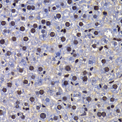 HFip1 / FIP1L1 Antibody - Immunohistochemistry of paraffin-embedded mouse liver tissue.