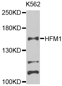HFM1 Antibody - Western blot analysis of extracts of K562 cells.