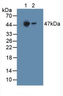 HGD Antibody - Western Blot; Sample: Lane1: Mouse Liver Tissue; Lane2: Rat Liver Tissue.