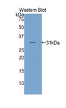 HGD Antibody - Western blot of recombinant HGD.  This image was taken for the unconjugated form of this product. Other forms have not been tested.