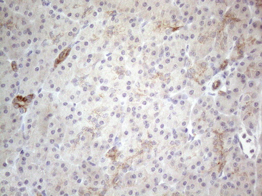 HGF / Hepatocyte Growth Factor Antibody - Immunohistochemical staining of paraffin-embedded Human pancreas tissue within the normal limits using anti-HGF mouse monoclonal antibody. (Heat-induced epitope retrieval by 1mM EDTA in 10mM Tris buffer. (pH8.5) at 120°C for 3 min. (1:150)
