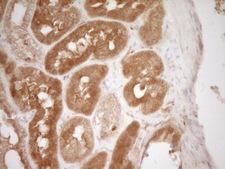 HGF / Hepatocyte Growth Factor Antibody - IHC of paraffin-embedded Human Kidney tissue using anti-HGF mouse monoclonal antibody. (Heat-induced epitope retrieval by 1 mM EDTA in 10mM Tris, pH8.5, 120°C for 3min).