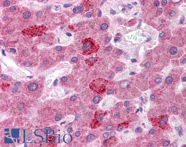HGF / Hepatocyte Growth Factor Antibody - Anti-HGF antibody IHC of human liver. Immunohistochemistry of formalin-fixed, paraffin-embedded tissue after heat-induced antigen retrieval. Antibody concentration 5 ug/ml.  This image was taken for the unconjugated form of this product. Other forms have not been tested.