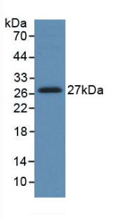 HGF / Hepatocyte Growth Factor Antibody - Western Blot; Sample: Recombinant HGF, Human.