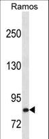 HGF / Hepatocyte Growth Factor Antibody - HGF Antibody western blot of Ramos cell line lysates (35 ug/lane). The HGF antibody detected the HGF protein (arrow).