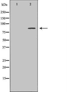 HGF / Hepatocyte Growth Factor Antibody - Western blot analysis of extracts of 293T cells using HGF antibody. The lane on the left is treated with the antigen-specific peptide.