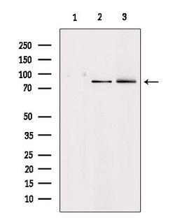HGF / Hepatocyte Growth Factor Antibody - Western blot analysis of extracts of various samples using HGF antibody. Lane 1: HeLa treated with blocking peptide. Lane 2: HeLa; Lane 3: mouse Myeloma cells;