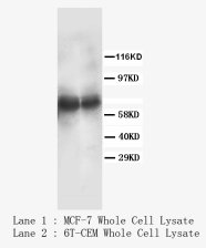 HGF / Hepatocyte Growth Factor Antibody -  This image was taken for the unconjugated form of this product. Other forms have not been tested.