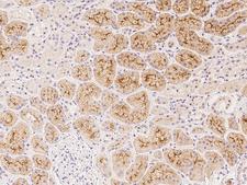 HGF / Hepatocyte Growth Factor Antibody - Immunochemical staining of human HGF in human kidney with rabbit polyclonal antibody at 1:200 dilution, formalin-fixed paraffin embedded sections.