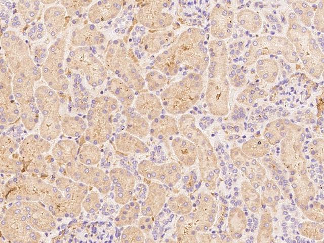 HGF / Hepatocyte Growth Factor Antibody - Immunochemical staining of human HGF in human kidney with rabbit polyclonal antibody at 1:500 dilution, formalin-fixed paraffin embedded sections.