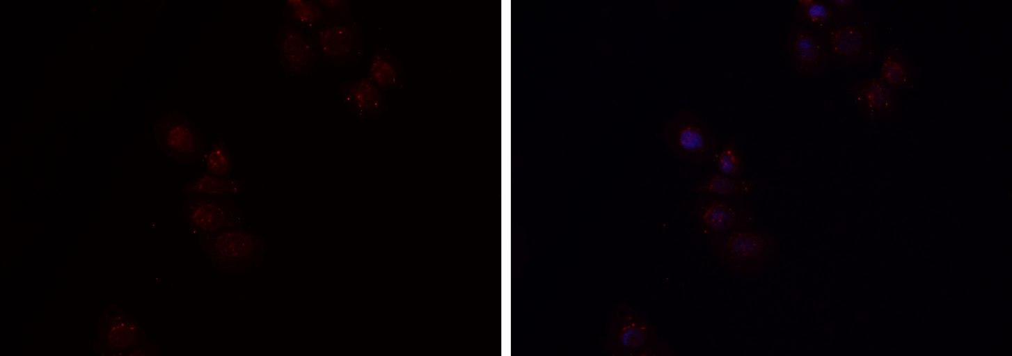 HGFAC / HGFA Antibody - Staining HepG2 cells by IF/ICC. The samples were fixed with PFA and permeabilized in 0.1% Triton X-100, then blocked in 10% serum for 45 min at 25°C. The primary antibody was diluted at 1:200 and incubated with the sample for 1 hour at 37°C. An Alexa Fluor 594 conjugated goat anti-rabbit IgG (H+L) antibody, diluted at 1/600 was used as secondary antibody.