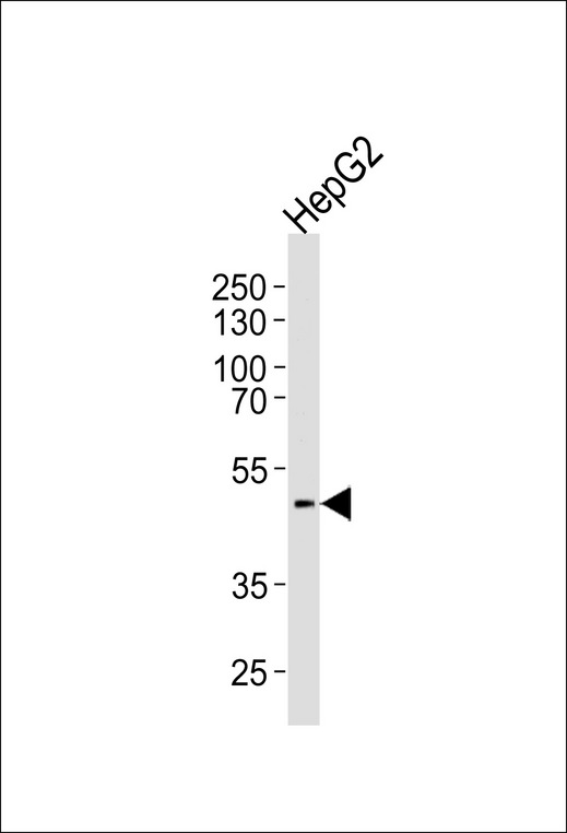 HHCM Antibody - Western blot analysis of lysate from HepG2 cell line, using HHCM Antibody (C-term). HHCM Antibody (C-term) was diluted at 1:1000 at each lane. A goat anti-rabbit IgG H&L (HRP) at 1:5000 dilution was used as the secondary antibody. Lysate at 35ug per lane.
