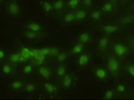 HHEX / HEX Antibody - Immunofluorescent staining of HeLa cells using anti-HHex mouse monoclonal antibody.