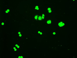 HHEX / HEX Antibody - Immunofluorescent staining of HT29 cells using anti-HHex mouse monoclonal antibody.