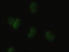 HHEX / HEX Antibody - Anti-HHex mouse monoclonal antibody  immunofluorescent staining of HeLa cells transiently transfected by pCMV6-ENTRY HHex.