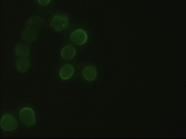 HHEX / HEX Antibody - Anti-HHex mouse monoclonal antibody  immunofluorescent staining of HeLa cells transiently transfected by pCMV6-ENTRY HHex.