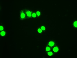 HHEX / HEX Antibody - Immunofluorescent staining of HT29 cells using anti-HHex mouse monoclonal antibody.