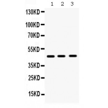 HHEX / HEX Antibody - Hex antibody Western blot. All lanes: Anti Hex at 0.5 ug/ml. Lane 1: Rat Liver Tissue Lysate at 50 ug. Lane 2: Mouse Liver Tissue Lysate at 50 ug. Lane 3: HEPG Whole Cell Lysate at 40 ug. Predicted band size: 47 kD. Observed band size: 47 kD.