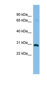 HHEX / HEX Antibody - HHEX antibody Western blot of Mouse Muscle lysate. This image was taken for the unconjugated form of this product. Other forms have not been tested.