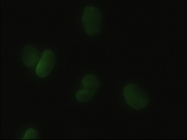 HHEX / HEX Antibody - Anti-HHex mouse monoclonal antibody  immunofluorescent staining of HeLa cells transiently transfected by pCMV6-ENTRY HHex.