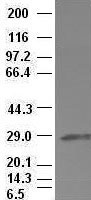 HHEX / HEX Antibody - Hex antibody (3C4) at 1:100 dilution + Lysates from HEK-293T cells transfected with human Hex expression vector.