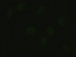 HHEX / HEX Antibody - Immunofluorescent staining of HeLa cells using anti-HHex mouse monoclonal antibody.