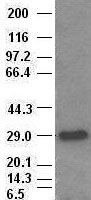 HHEX / HEX Antibody - Hex antibody (4B7) at 1:1000 with Lysates from HEK-293T cells transfected with human Hex expression vector.