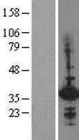 HHEX / HEX Protein - Western validation with an anti-DDK antibody * L: Control HEK293 lysate R: Over-expression lysate