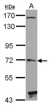 HHIP / HIP Antibody - Sample (30 ug of whole cell lysate) A: NT2D1 7.5% SDS PAGE HHIP antibody diluted at 1:1000