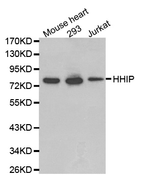 HHIP / HIP Antibody - Western blot analysis of extracts of various cell lines, using HHIP antibody.