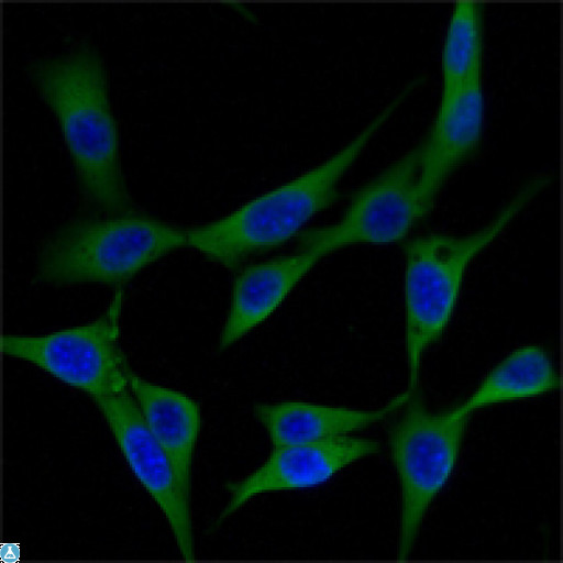 HHIP / HIP Antibody - Immunofluorescence (IF) analysis of NIH/3T3 cells using Hip Monoclonal Antibody (green). Blue: DRAQ5 fluorescent DNA dye.