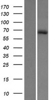 HHIPL1 Protein - Western validation with an anti-DDK antibody * L: Control HEK293 lysate R: Over-expression lysate