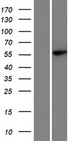 HHLA1 Protein - Western validation with an anti-DDK antibody * L: Control HEK293 lysate R: Over-expression lysate
