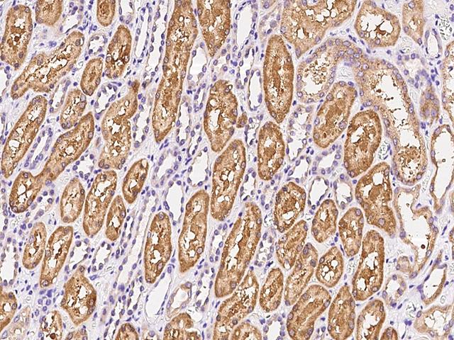 HHLA2 Antibody - Immunochemical staining of human HHLA2 in human kidney with rabbit polyclonal antibody at 1:300 dilution, formalin-fixed paraffin embedded sections.