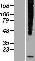 HHLA3 Protein - Western validation with an anti-DDK antibody * L: Control HEK293 lysate R: Over-expression lysate