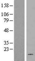 HHLA3 Protein - Western validation with an anti-DDK antibody * L: Control HEK293 lysate R: Over-expression lysate