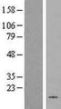 HHLA3 Protein - Western validation with an anti-DDK antibody * L: Control HEK293 lysate R: Over-expression lysate