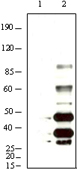 HHV-8 K8 alpha Antibody - Western blot using KSHV K8a mouse monoclonal antibody against BCBL-1 (1) and TPA induced BCBL-1 (2) cell lysate.