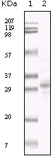 HHV-8 ORF26 Antibody - Western blot using KSHV ORF26 mouse monoclonal antibody against TPA induced BCBL-1 cell lysate.