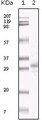 HHV-8 ORF26 Antibody - Western blot using KSHV ORF26 mouse monoclonal antibody against TPA induced BCBL-1 cell lysate.