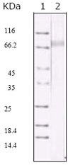 HHV-8 ORF45 Antibody - Western blot using KSHV ORF45 mouse monoclonal antibody against KSHV ORF45 recombinant protein.