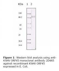 HHV-8 ORF45 Antibody